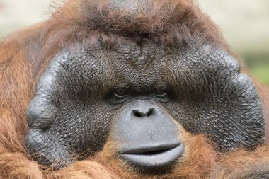 Büyük erkek orangutan turuncu maymun görüntüsünü.