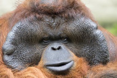 Büyük erkek orangutan turuncu maymun görüntüsünü.