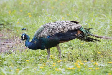 Doğa arka plan üzerinde güzel bir tavuskuşu görüntüsünü.