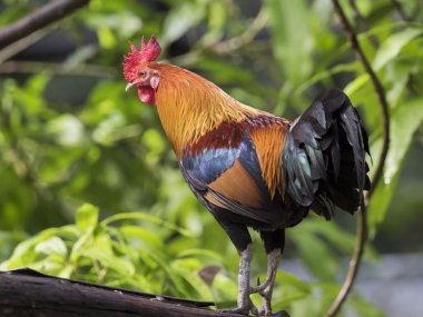 Bir horoz doğa arka plan görüntüsü. Horoz