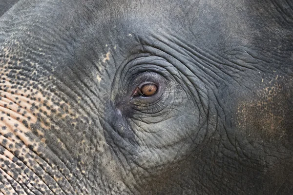 Close-up of an asian elephant's eye and face in thailand. — Stock Photo, Image