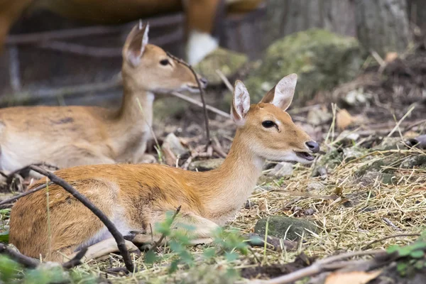 Beeld van jonge sambar herten ontspannen op de grond. — Stockfoto