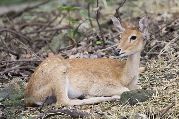 Изображение молодого самбара оленя расслабиться на земле . — стоковое фото