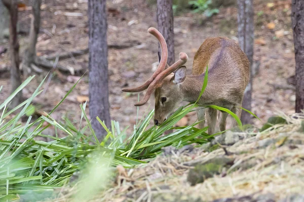 Immagine di un cervo sambar che mastica erba nella foresta . — Foto Stock