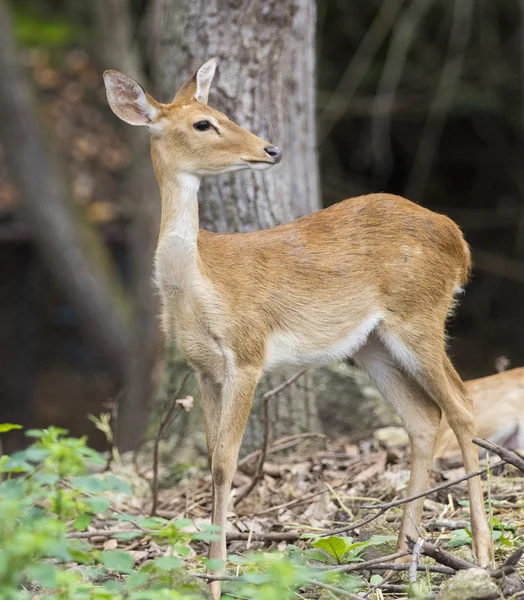 Imagen de venado joven sambar sobre fondo natural . — Foto de Stock