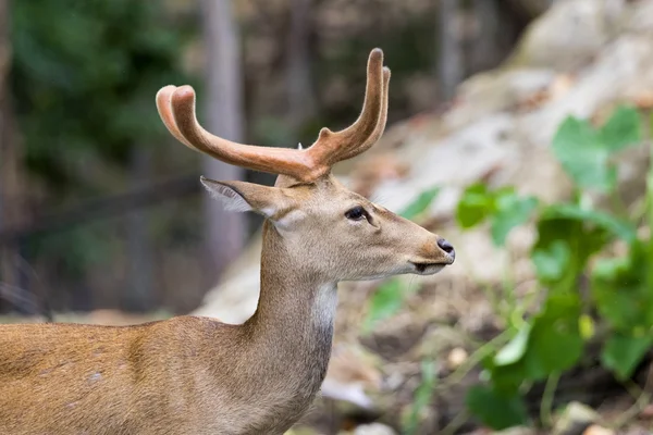 Beeld van jonge sambar herten op natuur achtergrond. — Stockfoto