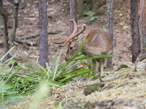 Image of a sambar deer munching grass in the forest. — ストック写真