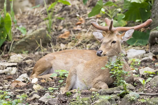 Image de jeunes cerfs sambar se détendre sur le sol . — Photo