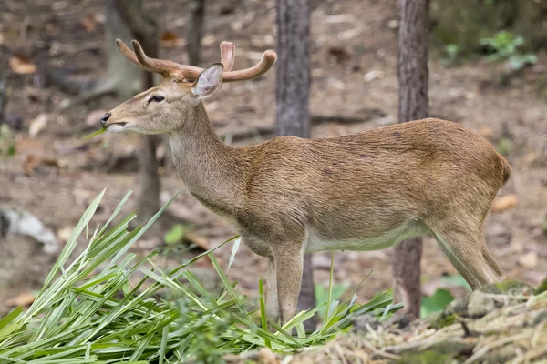 Imagen de un ciervo sambar comiendo hierba en el bosque . — Foto de Stock