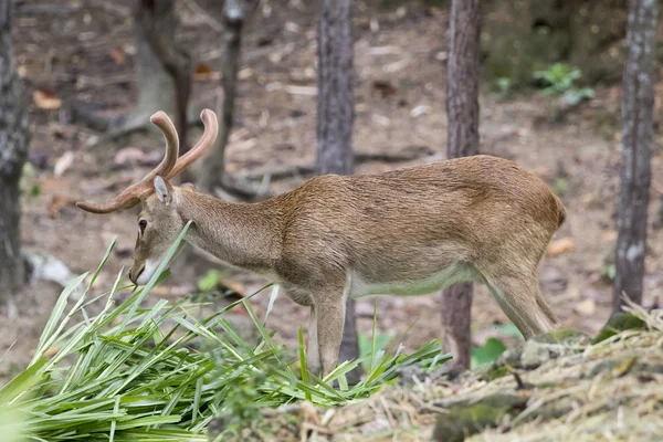 Imagen de un ciervo sambar comiendo hierba en el bosque . —  Fotos de Stock