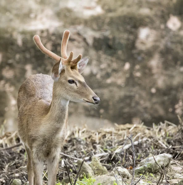 Imagen de venado joven sambar sobre fondo natural . — Foto de Stock