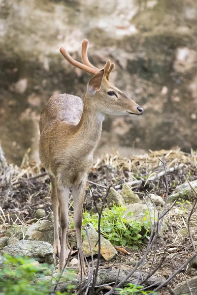 Beeld van jonge sambar herten op natuur achtergrond. — Stockfoto