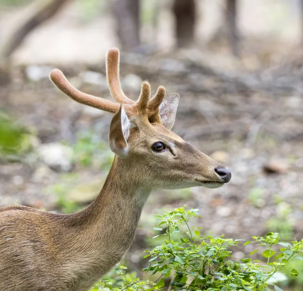 Imagen de venado joven sambar sobre fondo natural . — Foto de Stock