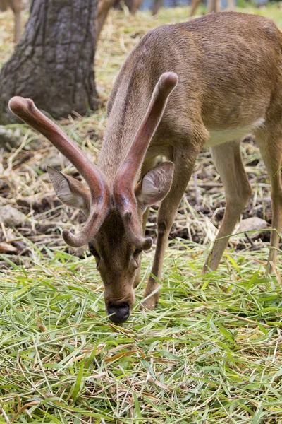 Изображение самбарного оленя, поедающего траву в лесу . — стоковое фото