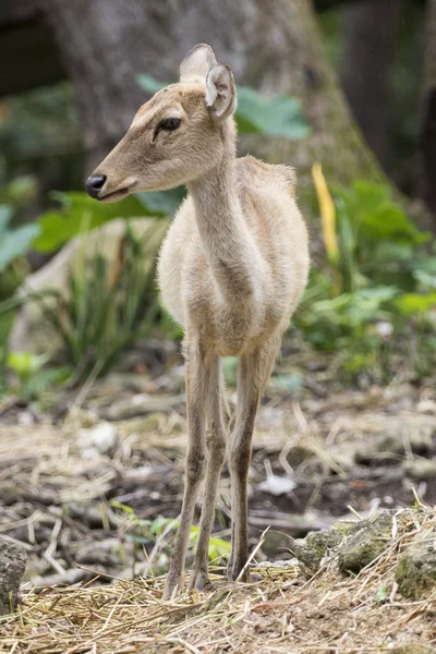 Образ молодого самбарського оленя на фоні природи . — стокове фото