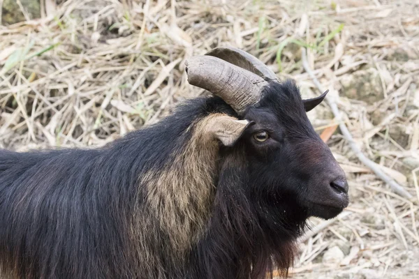 Imagem de uma cabra no fundo da natureza . — Fotografia de Stock