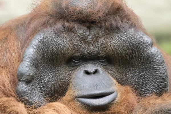 Bilden av en stor manlig orangutang orange apa. — Stockfoto