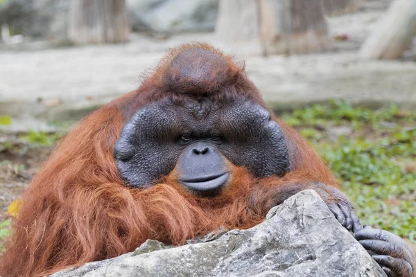 Bilden av en stor manlig orangutang orange apa. — Stockfoto