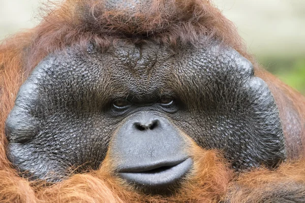Bilden av en stor manlig orangutang orange apa. — Stockfoto