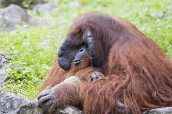 Obrázek velký samec orangutana oranžová Monkey. — Stock fotografie