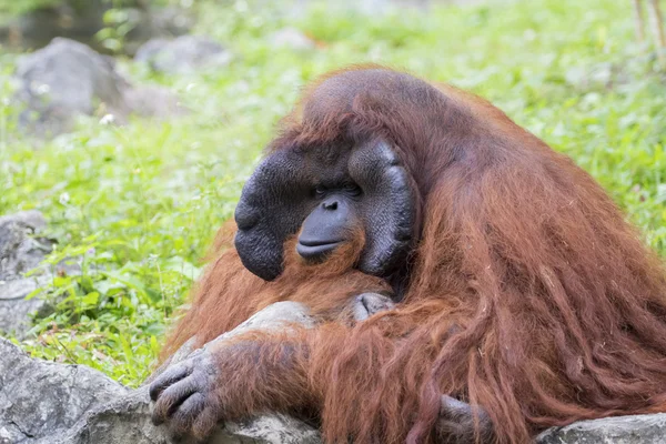 Obrázek velký samec orangutana oranžová Monkey. — Stock fotografie