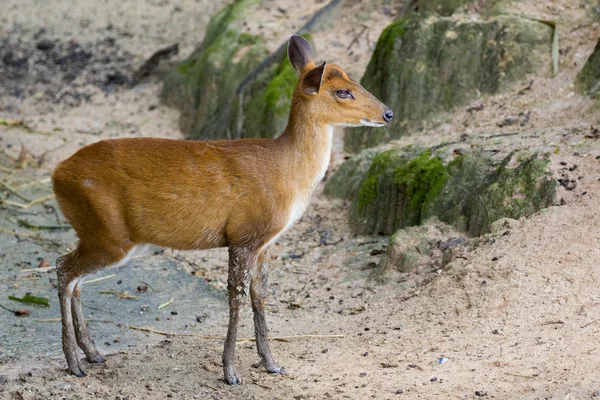 Image d'un cerf aboyant sur fond de nature . — Photo