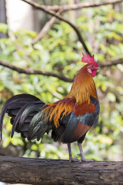 Gambar ayam di latar belakang alam — Stok Foto