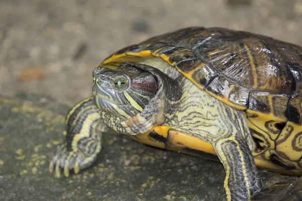 Bild einer östlichen Hühnerschildkröte in Thailand — Stockfoto