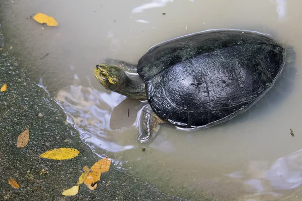 Imagem de uma tartaruga de frango oriental na lagoa. Tartarugas bebés bonitos . — Fotografia de Stock