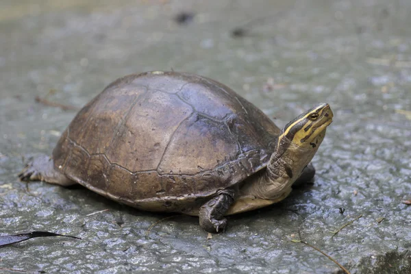 Bild einer östlichen Hühnerschildkröte in Thailand — Stockfoto