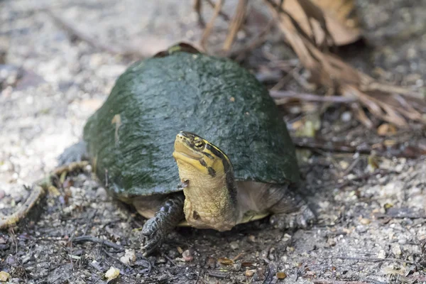 Bild einer östlichen Hühnerschildkröte auf Naturhintergrund. — Stockfoto