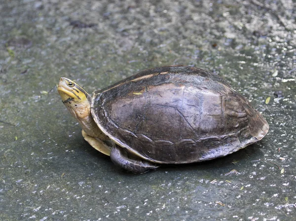 Bild einer östlichen Hühnerschildkröte in Thailand — Stockfoto