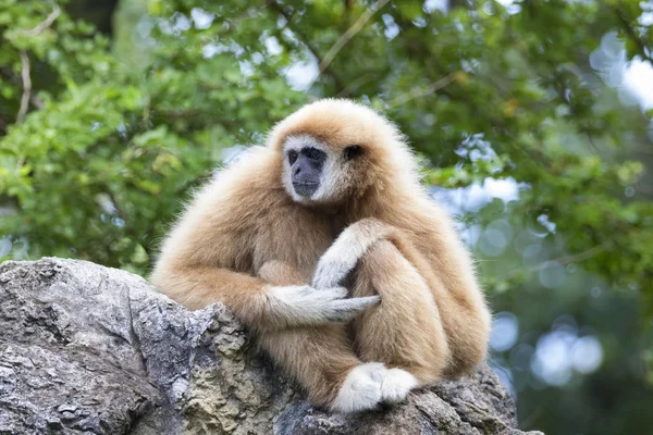 Image of a gibbon sitting on rocks — Stock fotografie