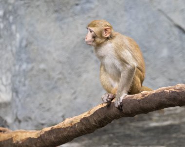 Bir ağaç dalı üzerinde oturan maymun görüntüsünü.