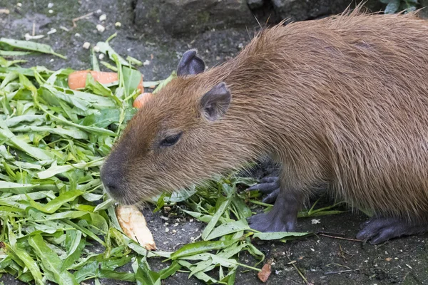 Imagem de um rato-almiscarado (Ondatra zibethicus) comendo glória matinal — Fotografia de Stock