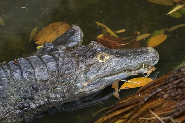 Het beeld van een grote krokodil in het water. — Stockfoto