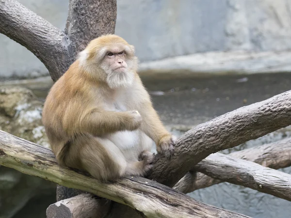 Imagen de monos rhesus marrones sobre fondo natural . —  Fotos de Stock