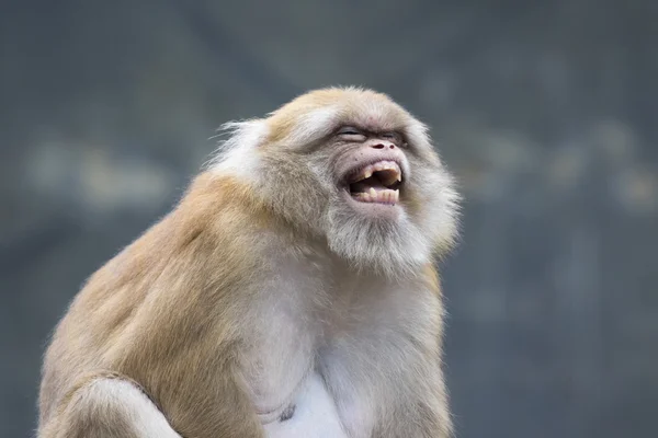 Imagen de monos rhesus marrones sobre fondo natural . —  Fotos de Stock