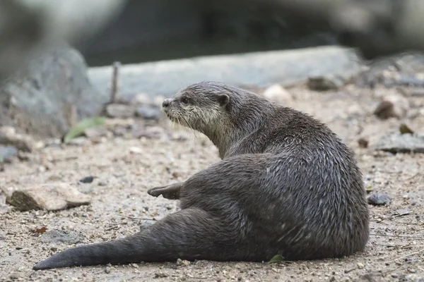 Immagine di una lontra sullo sfondo della natura . — Foto Stock