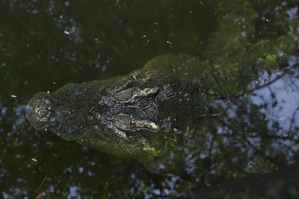 La imagen de un cocodrilo grande en el agua . — Foto de Stock