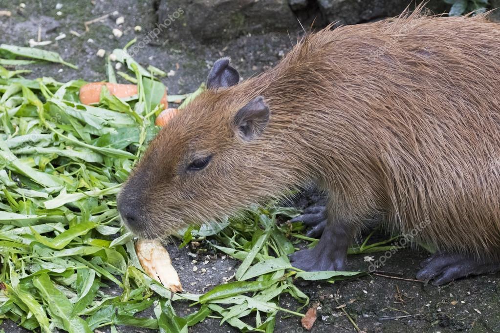 Imagen de una rata almizclera (Ondatra zibethicus) comiendo gloria