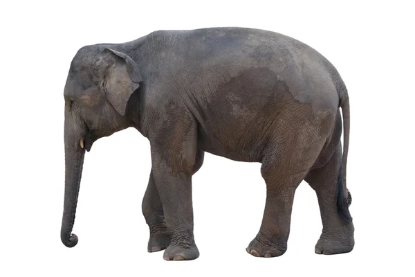 Imagem de um elefante sobre fundo branco . — Fotografia de Stock