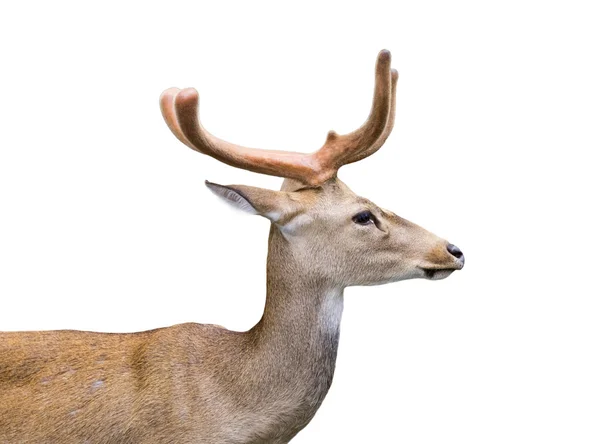 Bild av en hjort på vit bakgrund. — Stockfoto