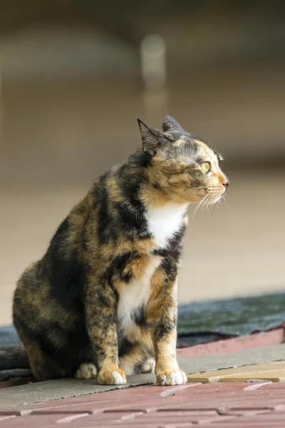 Изображение кота, сидящего на бетонном полу — стоковое фото