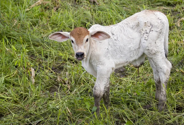 Νεαρά βοοειδή στέκεται επίμονα στο φόντο της φύσης. — Φωτογραφία Αρχείου