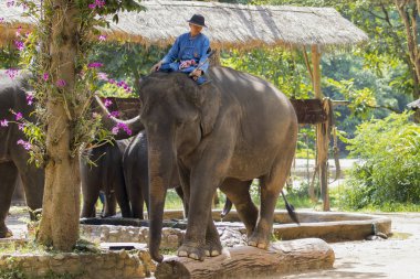 Fil ve fil, Lampang Tayland 15 Ekim 2016 fil 