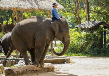 Fil ve fil, Lampang Tayland 15 Ekim 2016 fil 