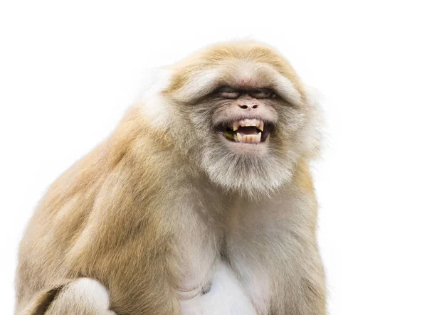Imagem de um macaco rhesus marrom no fundo branco . — Fotografia de Stock