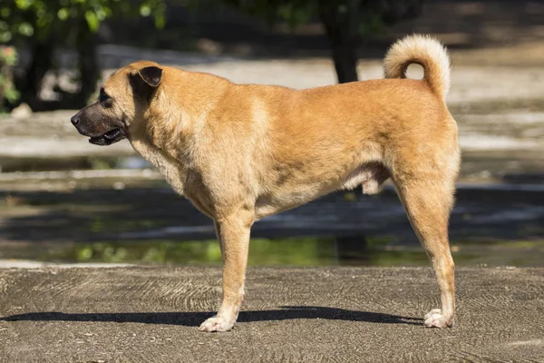 Wizerunek brązowy pies na ulicy. — Zdjęcie stockowe