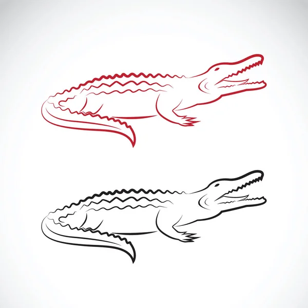 Vettore di disegno coccodrillo su sfondo bianco. Animali selvatici. — Vettoriale Stock